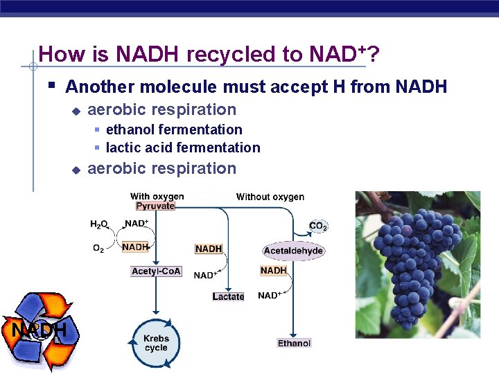 How is NADH recycled to NAD+? § Another molecule must accept H from NADH