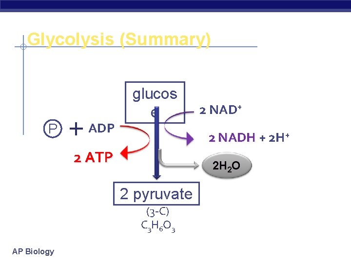 Glycolysis (Summary) P ADP glucos e 2 NADH + 2 H+ 2 ATP 2