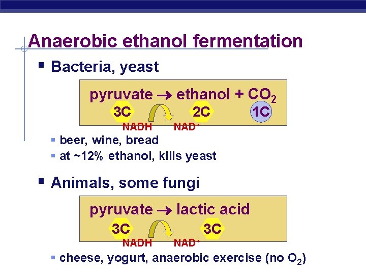 Anaerobic ethanol fermentation § Bacteria, yeast pyruvate ethanol + CO 2 3 C NADH