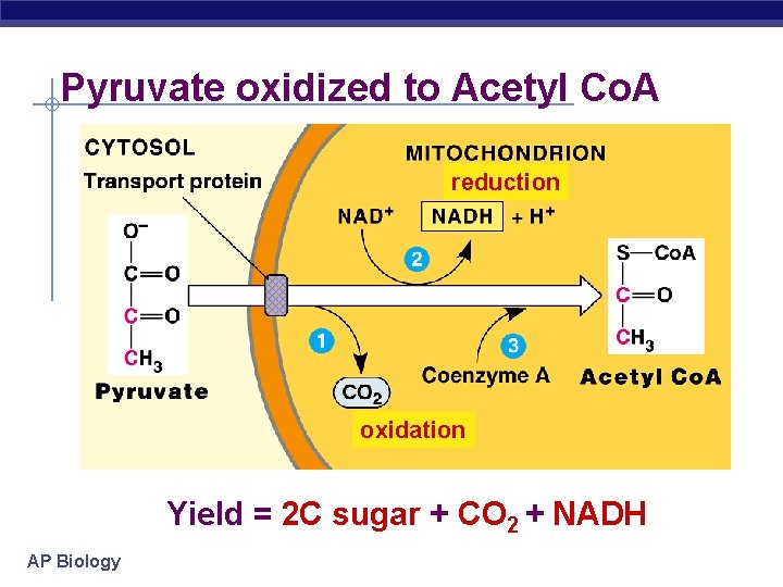 Pyruvate oxidized to Acetyl Co. A reduction oxidation Yield = 2 C sugar +