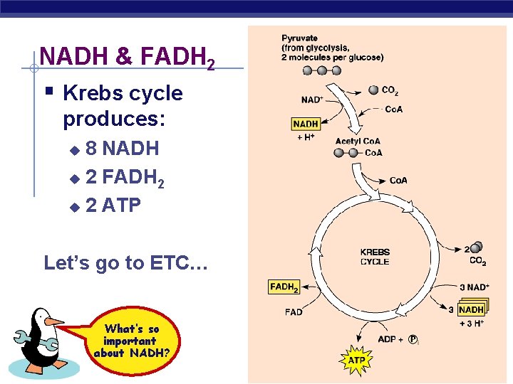 NADH & FADH 2 § Krebs cycle produces: 8 NADH u 2 FADH 2