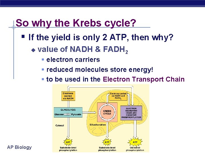 So why the Krebs cycle? § If the yield is only 2 ATP, then