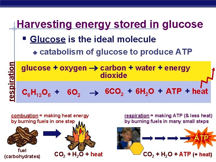 Harvesting energy stored in glucose § Glucose is the ideal molecule respiration u catabolism
