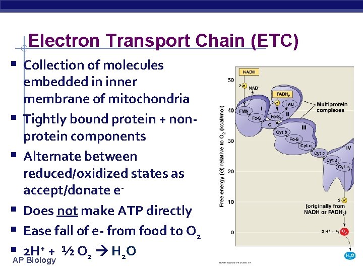 Electron Transport Chain (ETC) § Collection of molecules § § embedded in inner membrane