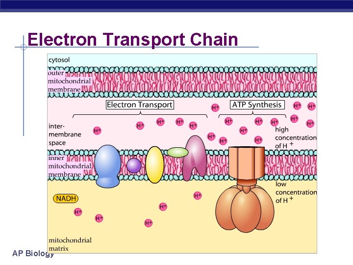 Electron Transport Chain AP Biology 