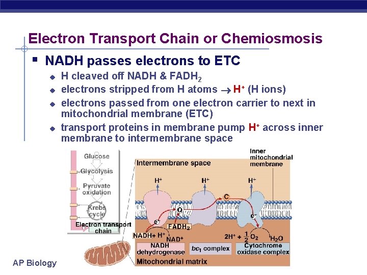 Electron Transport Chain or Chemiosmosis § NADH passes electrons to ETC u u AP
