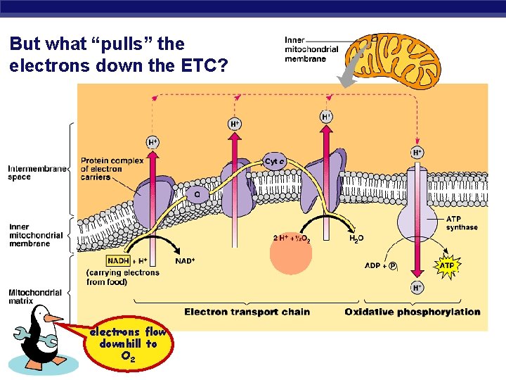 But what “pulls” the electrons down the ETC? AP Biology electrons flow downhill to