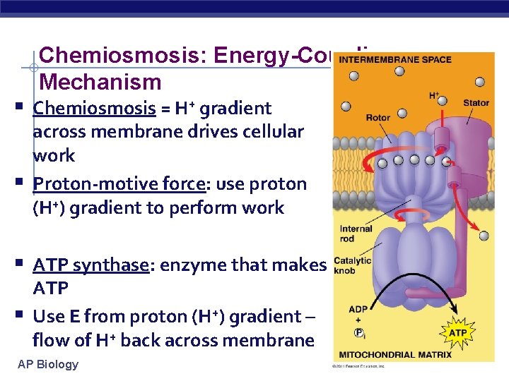 Chemiosmosis: Energy-Coupling Mechanism § Chemiosmosis = H+ gradient § across membrane drives cellular work