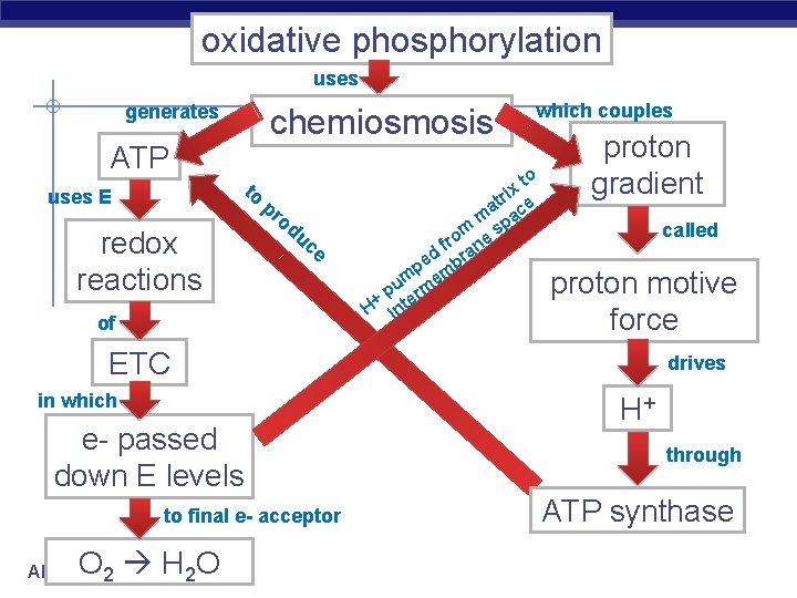 oxidative phosphorylation uses generates chemiosmosis ATP to uses E redox reactions pr od uc