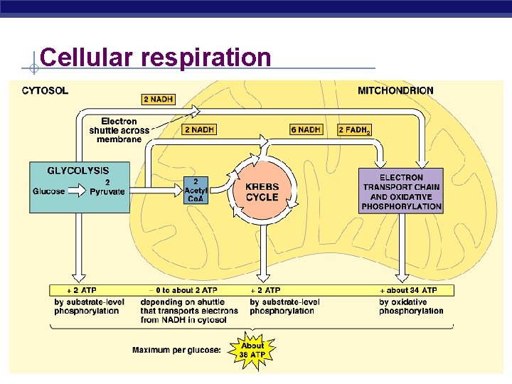Cellular respiration AP Biology 2005 -2006 