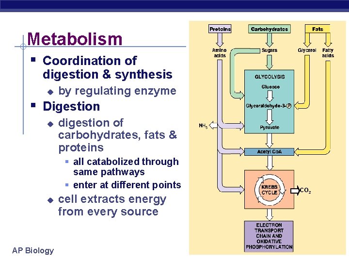 Metabolism § Coordination of digestion & synthesis u by regulating enzyme § Digestion u