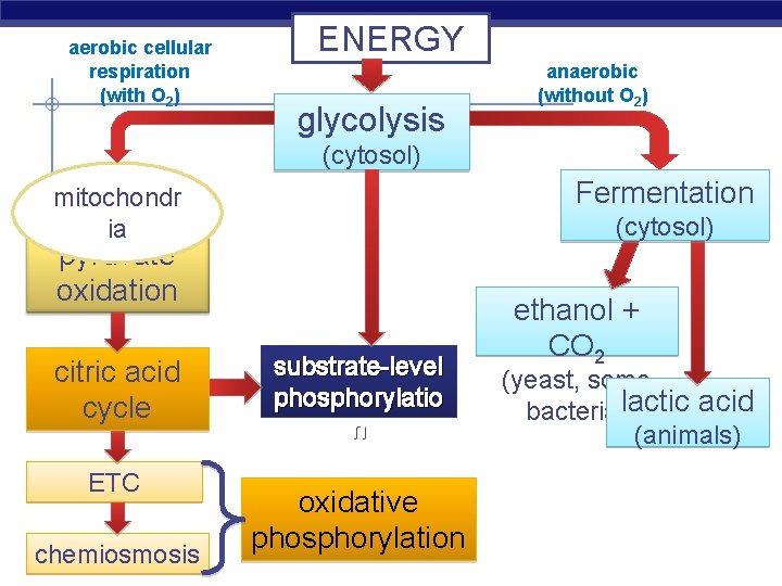 aerobic cellular respiration (with O 2) ENERGY glycolysis anaerobic (without O 2) (cytosol) Fermentation