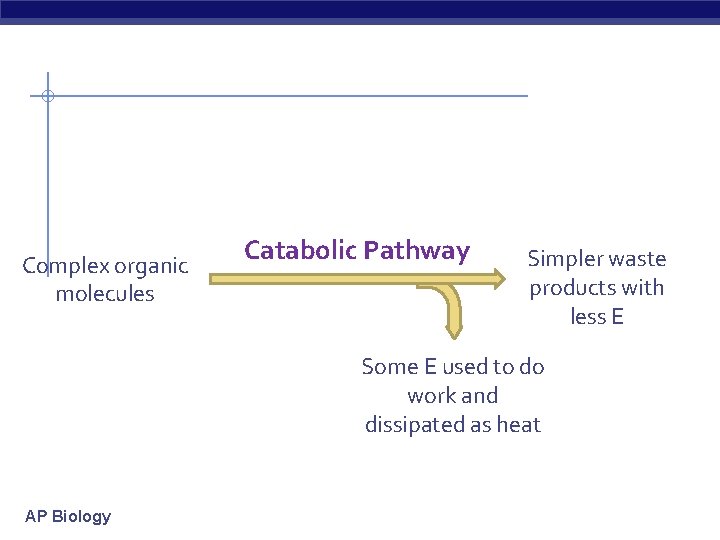 Complex organic molecules Catabolic Pathway Simpler waste products with less E Some E used