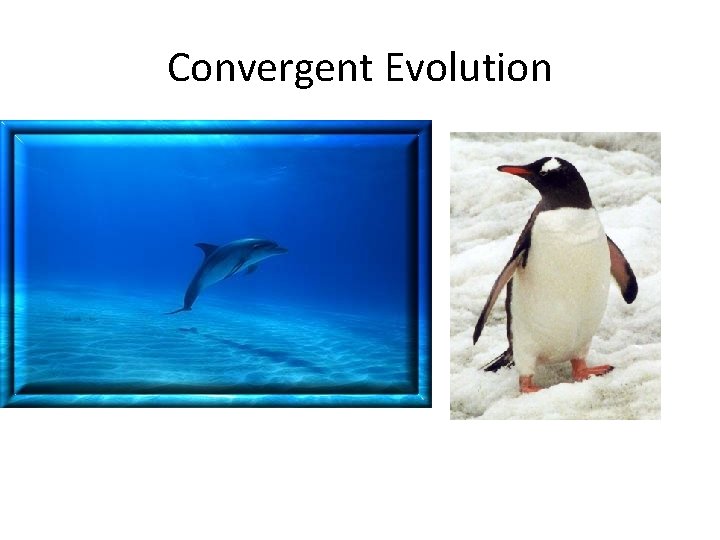 Convergent Evolution 