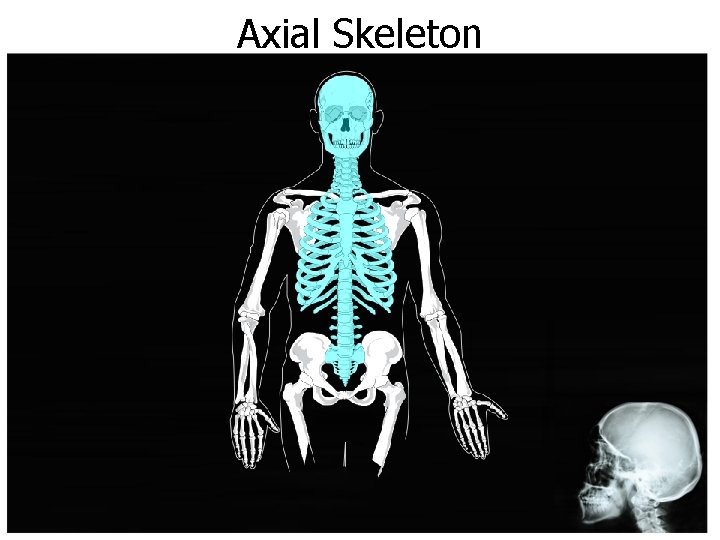 Axial Skeleton 