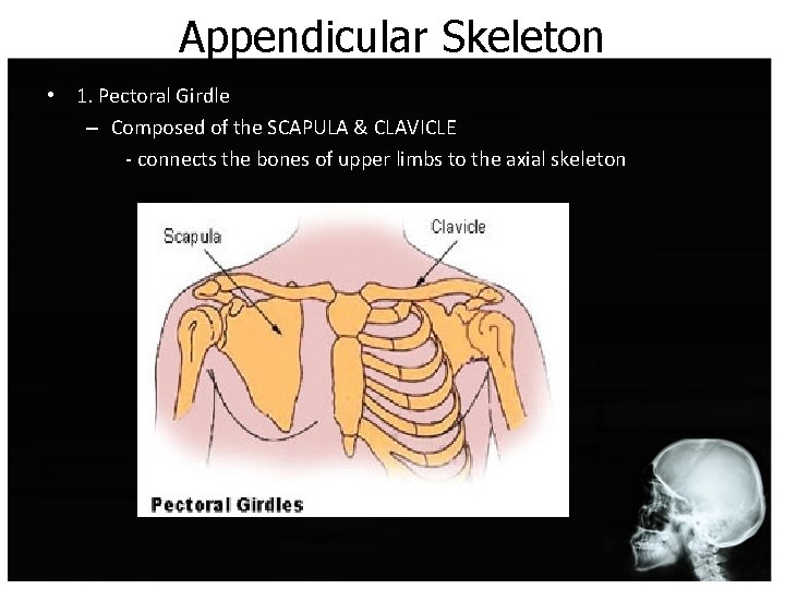 Appendicular Skeleton • 1. Pectoral Girdle – Composed of the SCAPULA & CLAVICLE -