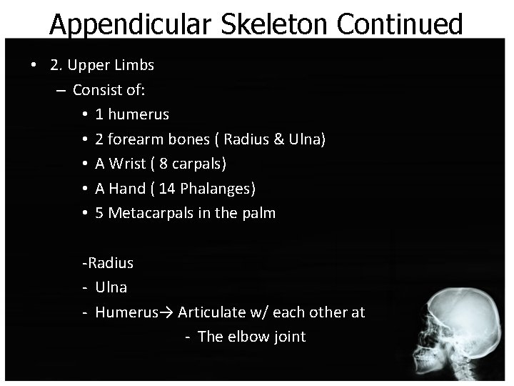 Appendicular Skeleton Continued • 2. Upper Limbs – Consist of: • 1 humerus •