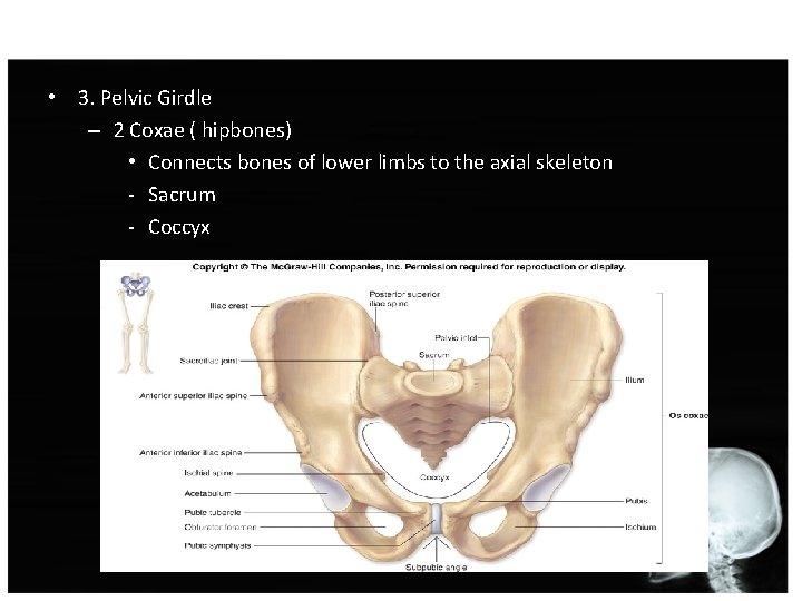  • 3. Pelvic Girdle – 2 Coxae ( hipbones) • Connects bones of