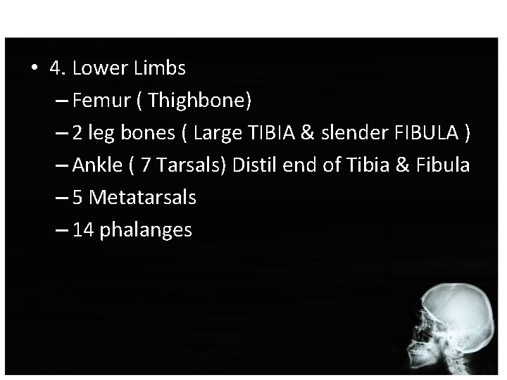  • 4. Lower Limbs – Femur ( Thighbone) – 2 leg bones (