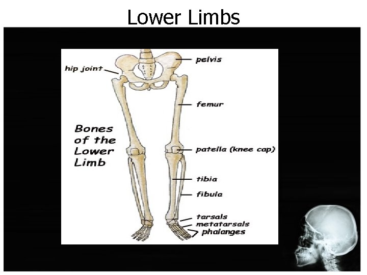Lower Limbs 