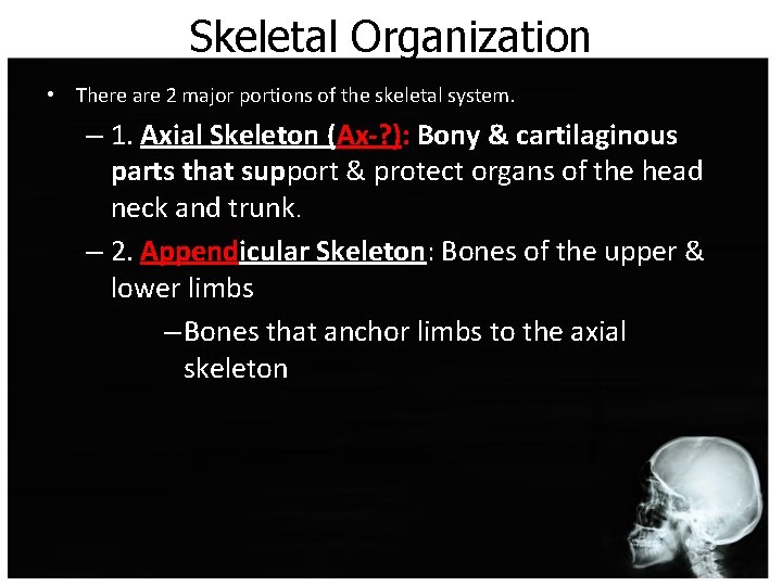 Skeletal Organization • There are 2 major portions of the skeletal system. – 1.
