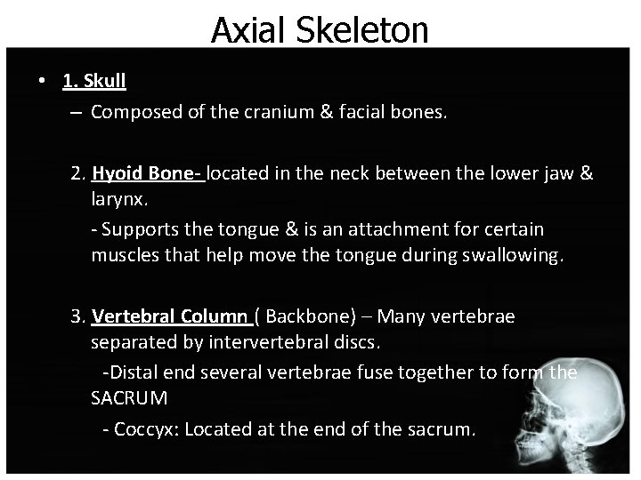 Axial Skeleton • 1. Skull – Composed of the cranium & facial bones. 2.
