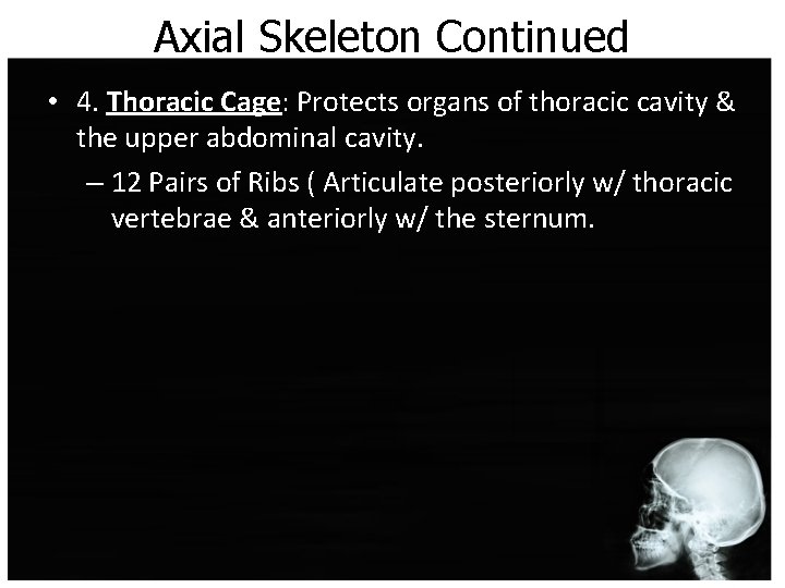 Axial Skeleton Continued • 4. Thoracic Cage: Protects organs of thoracic cavity & the