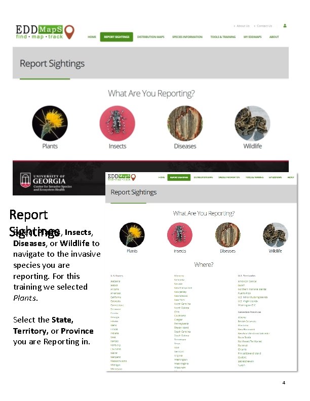 Report Select Plants, Insects, Sightings Diseases, or Wildlife to navigate to the invasive species