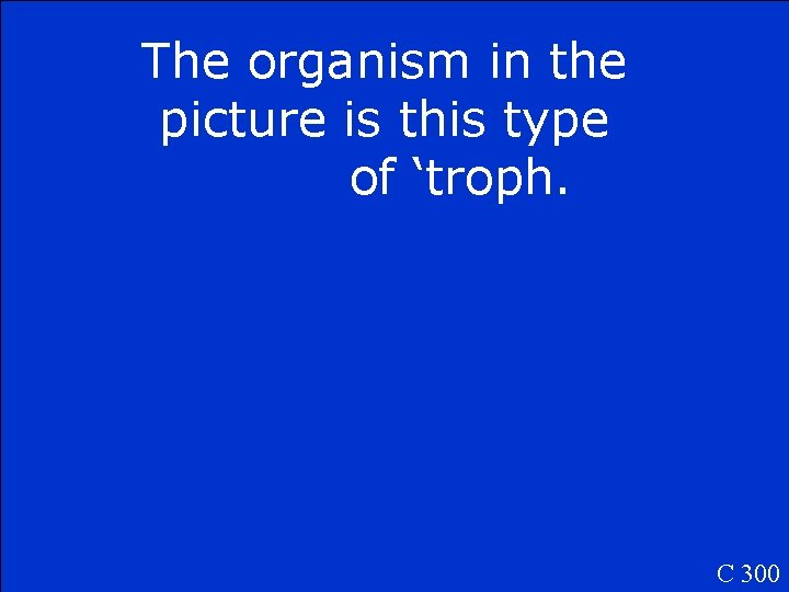 The organism in the picture is this type of ‘troph. C 300 