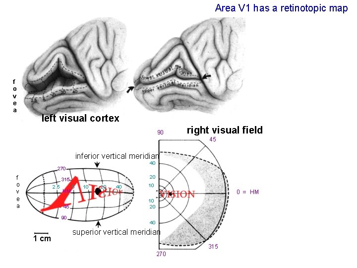 Area V 1 has a retinotopic map f o v e a left visual