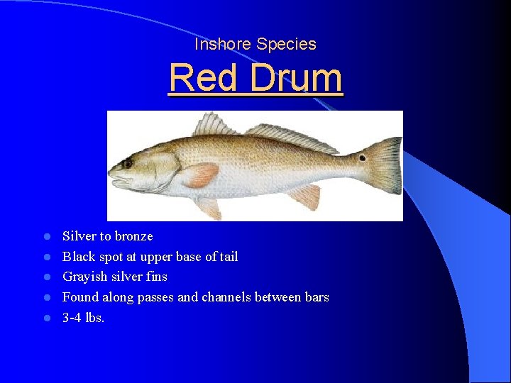 Inshore Species Red Drum l l l Silver to bronze Black spot at upper