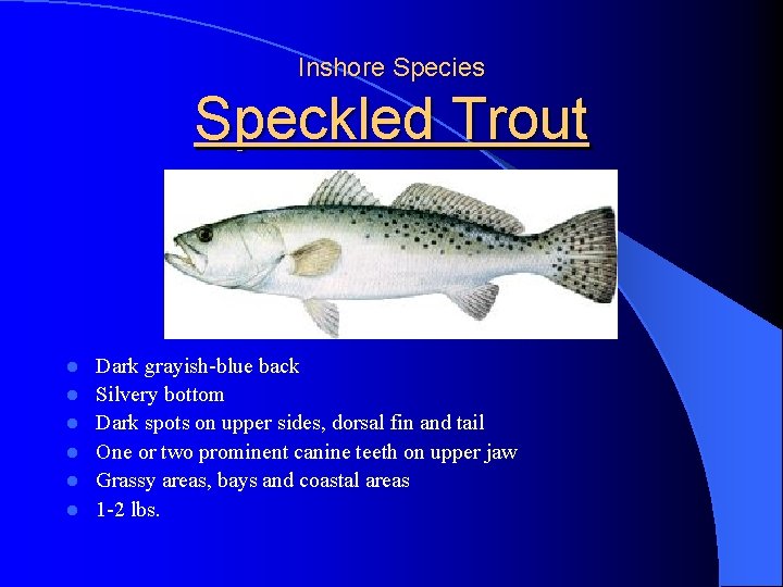 Inshore Species Speckled Trout l l l Dark grayish-blue back Silvery bottom Dark spots