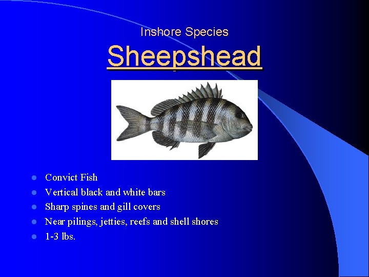 Inshore Species Sheepshead l l l Convict Fish Vertical black and white bars Sharp