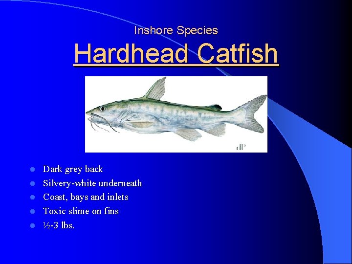 Inshore Species Hardhead Catfish l l l Dark grey back Silvery-white underneath Coast, bays