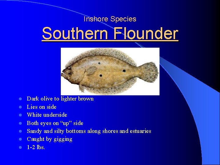 Inshore Species Southern Flounder l l l l Dark olive to lighter brown Lies