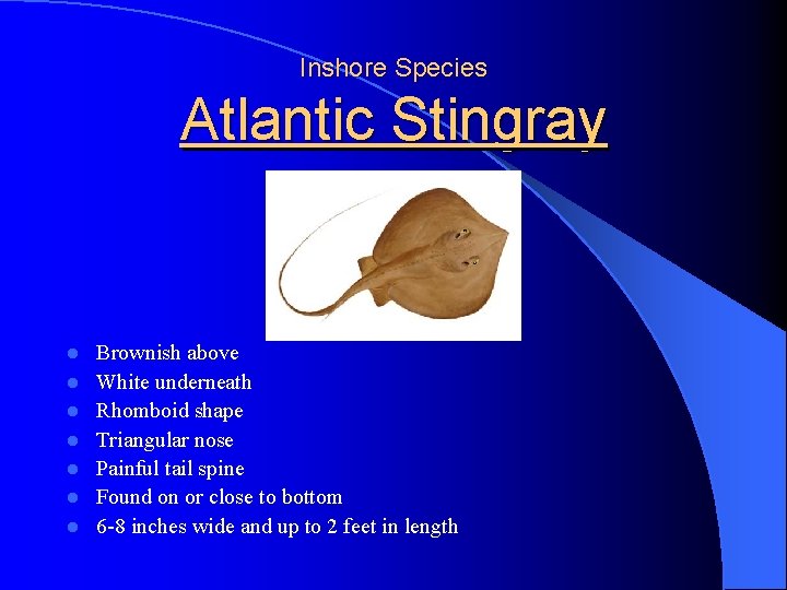 Inshore Species Atlantic Stingray l l l l Brownish above White underneath Rhomboid shape