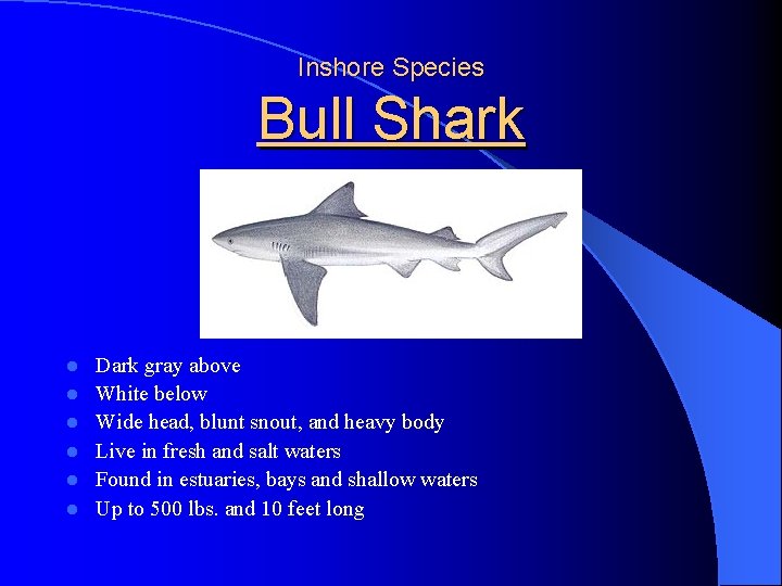 Inshore Species Bull Shark l l l Dark gray above White below Wide head,