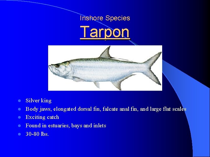 Inshore Species Tarpon l l l Silver king Body jaws, elongated dorsal fin, falcate