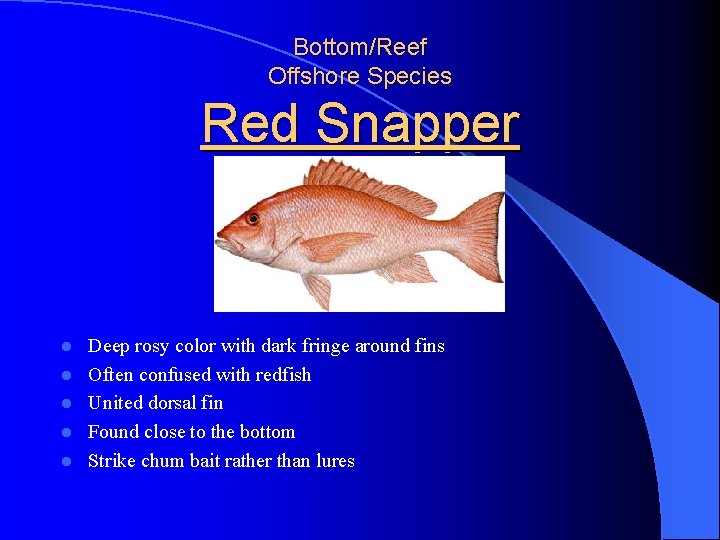 Bottom/Reef Offshore Species Red Snapper l l l Deep rosy color with dark fringe