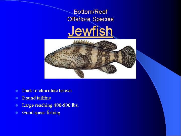 Bottom/Reef Offshore Species Jewfish Dark to chocolate brown l Round tailfins l Large reaching