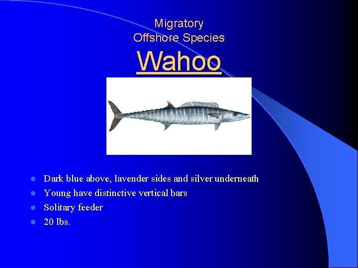 Migratory Offshore Species Wahoo Dark blue above, lavender sides and silver underneath l Young