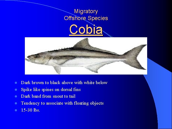 Migratory Offshore Species Cobia l l l Dark brown to black above with white