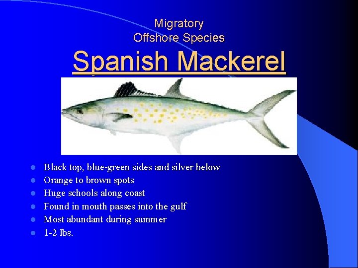 Migratory Offshore Species Spanish Mackerel l l l Black top, blue-green sides and silver