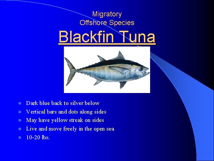 Migratory Offshore Species Blackfin Tuna l l l Dark blue back to silver below