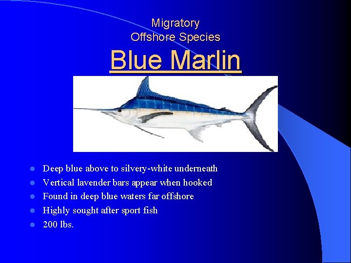 Migratory Offshore Species Blue Marlin l l l Deep blue above to silvery-white underneath