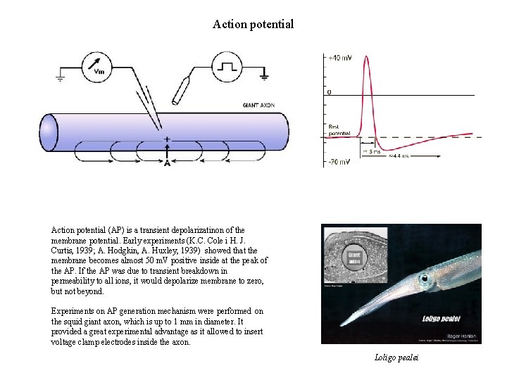 Action potential (AP) is a transient depolarizatinon of the membrane potential. Early experiments (K.