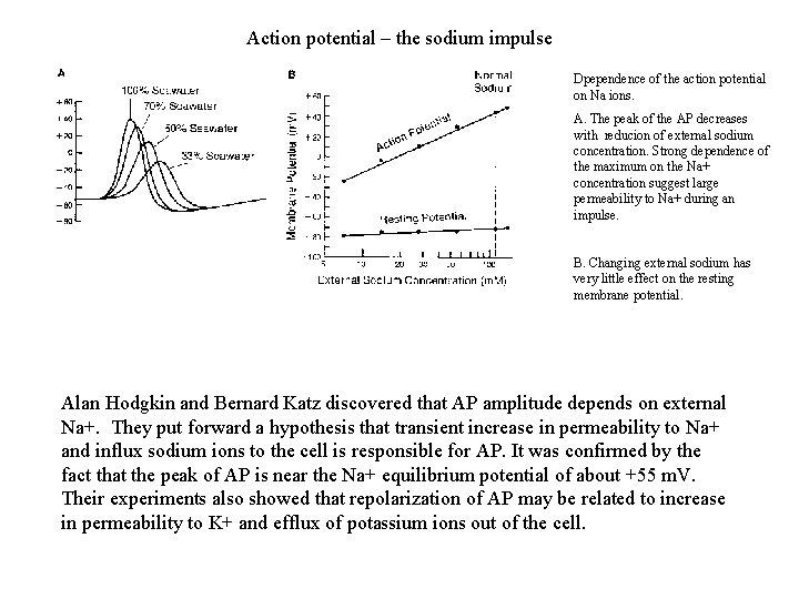 Action potential – the sodium impulse Dpependence of the action potential on Na ions.