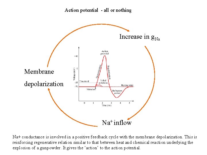 Action potential - all or nothing Increase in g. Na Membrane depolarization Na+ inflow