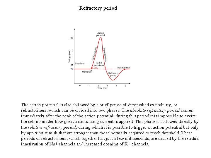 Refractory period The action potential is also followed by a brief period of diminished