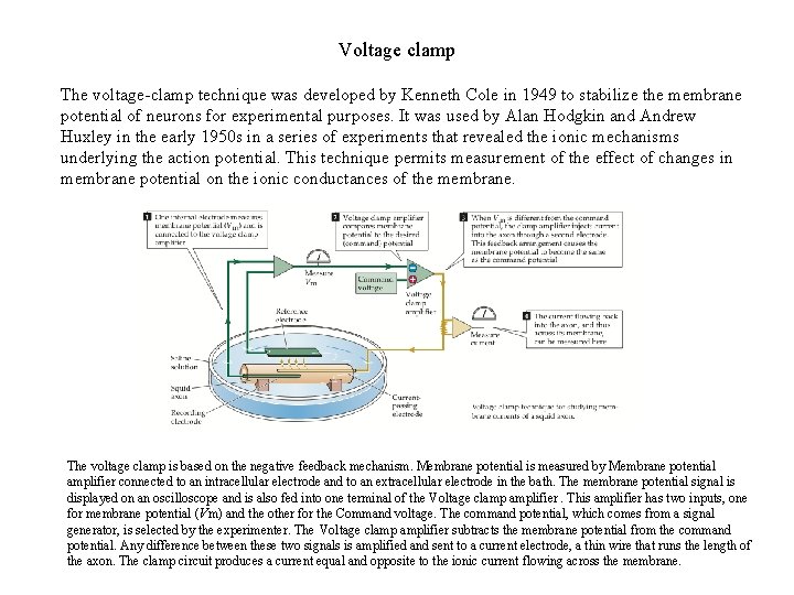 Voltage clamp The voltage-clamp technique was developed by Kenneth Cole in 1949 to stabilize